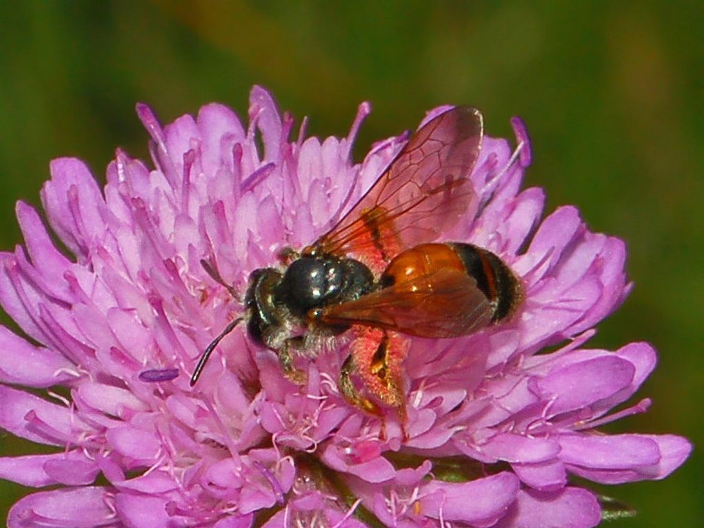 femmina di Andrena cfr hattorfiana